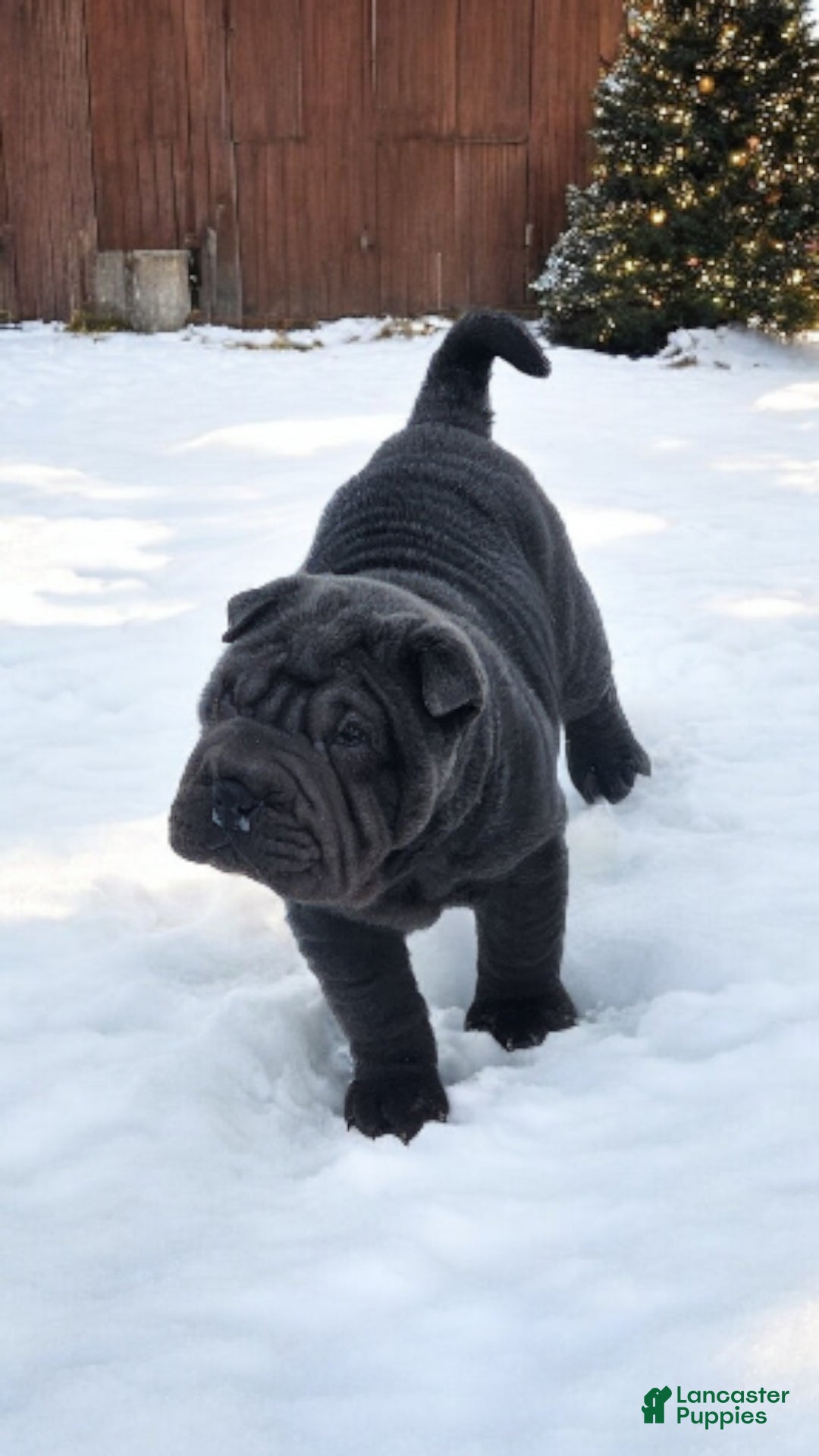 Shar Pei dogs for sale: Ebony mini  - Ad 18