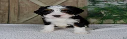 Mini Bernedoodle dogs for sale: Tiffany - Ad 3