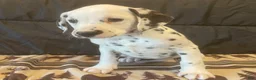 Dalmatian dogs for sale: Princess - Ad 2