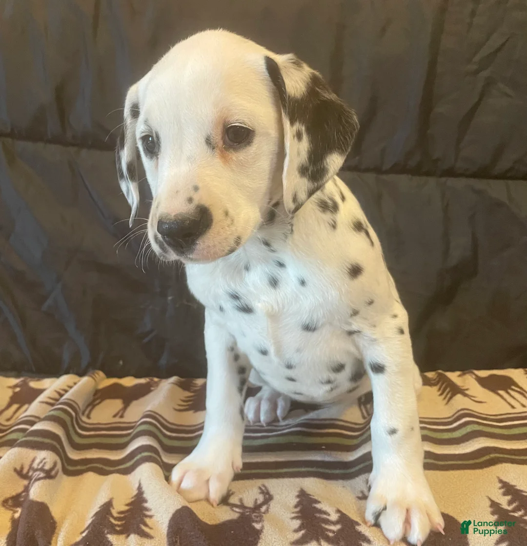 Dalmatian dogs for sale: Princess - Ad 2