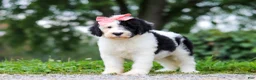 Sheepadoodle dogs for sale: Alayna - Ad 7
