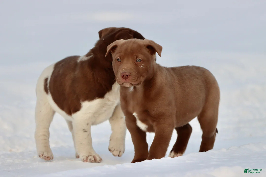 Mixed Breed dogs for sale: Brownie - Ad 2