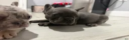 French Bulldog dogs for sale: French Bulldog Puppy 4 - Ad 2