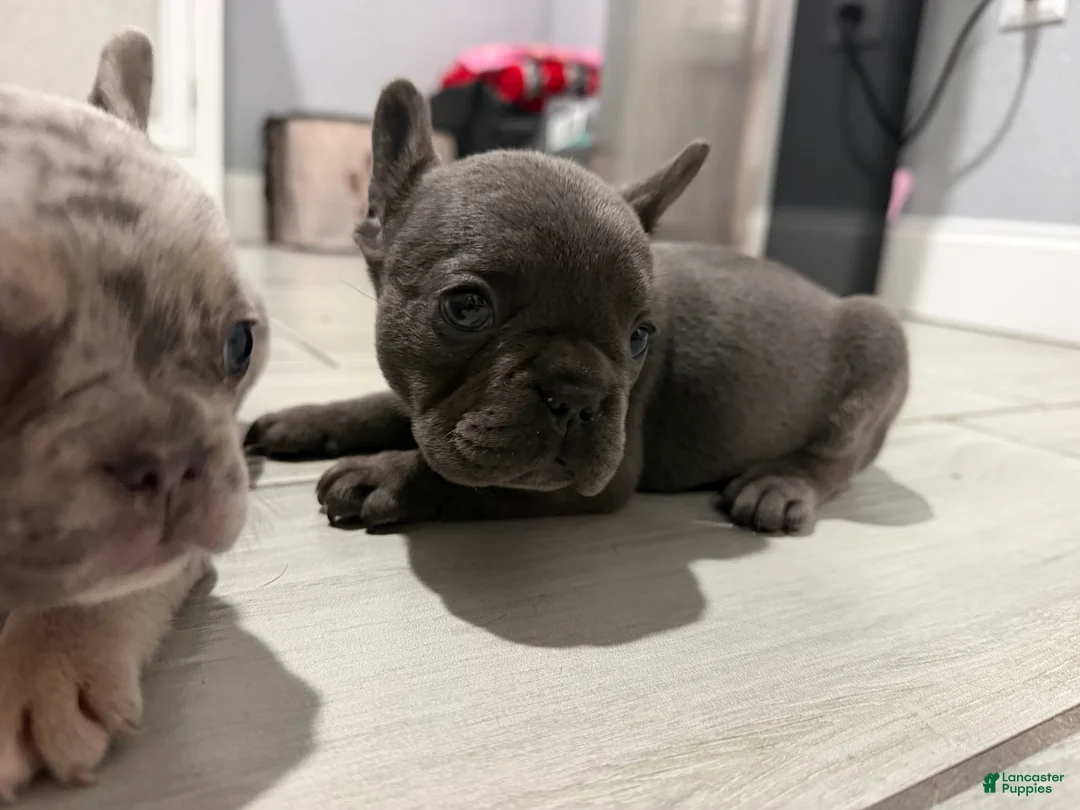 French Bulldog dogs for sale: French Bulldog Puppy 4 - Ad 2