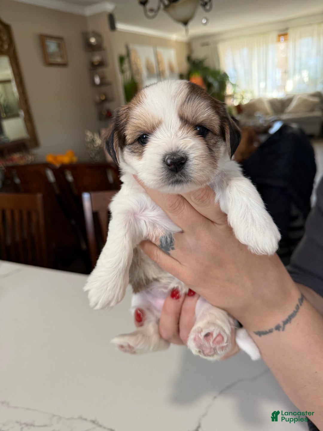 Shorkie dogs for sale: Shorkie Puppy 5 Luna - Ad 4