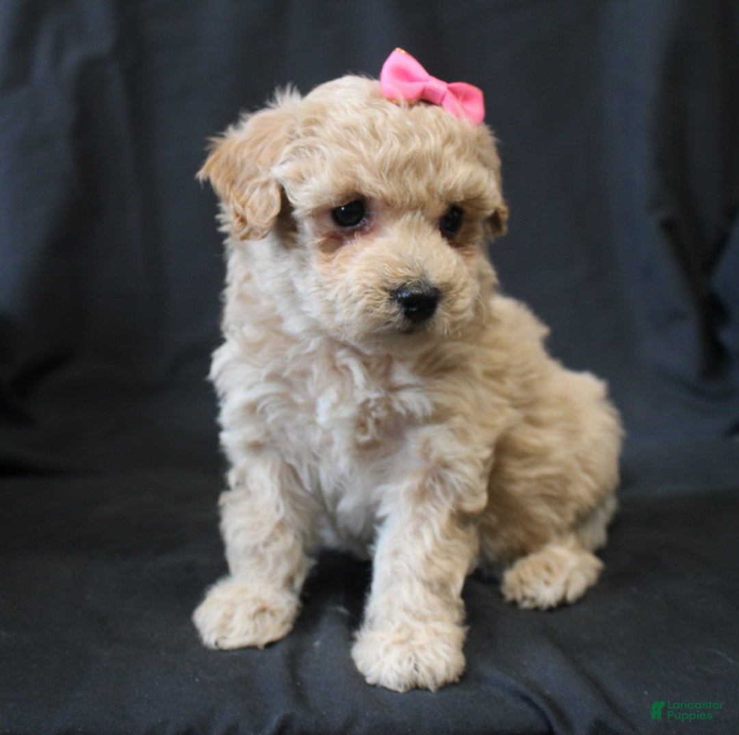 Bichpoo dogs for sale: Barbie - Ad 7