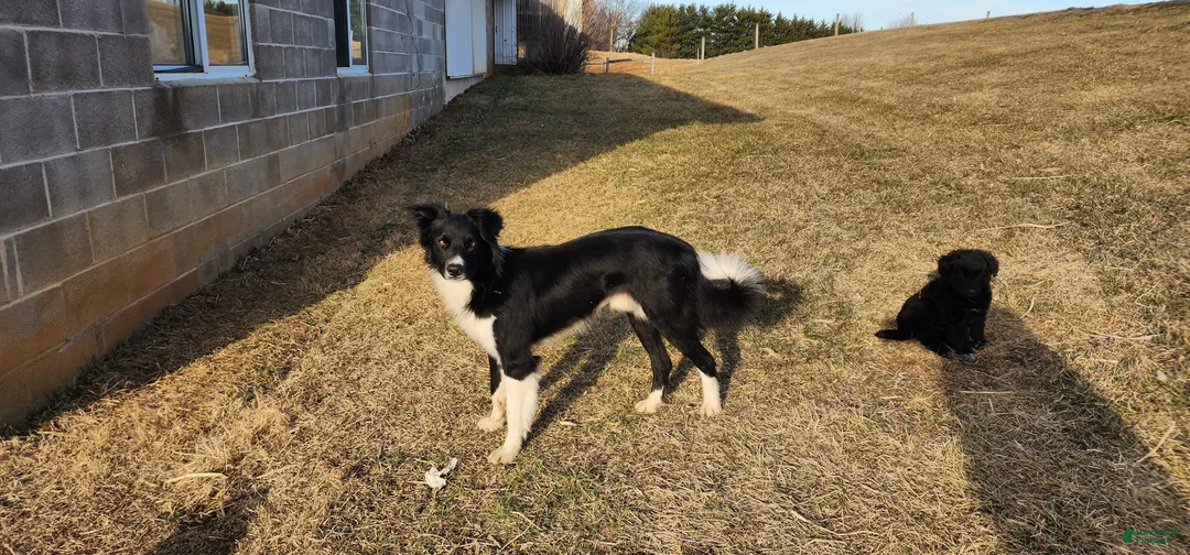 Mixed Breed dogs for sale: Mixed Breed Puppy 2 - Ad 6