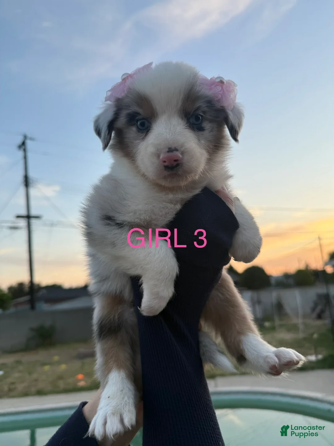 Australian Shepherd dogs for sale: Australian Shepherd Puppy 10 - Ad 1
