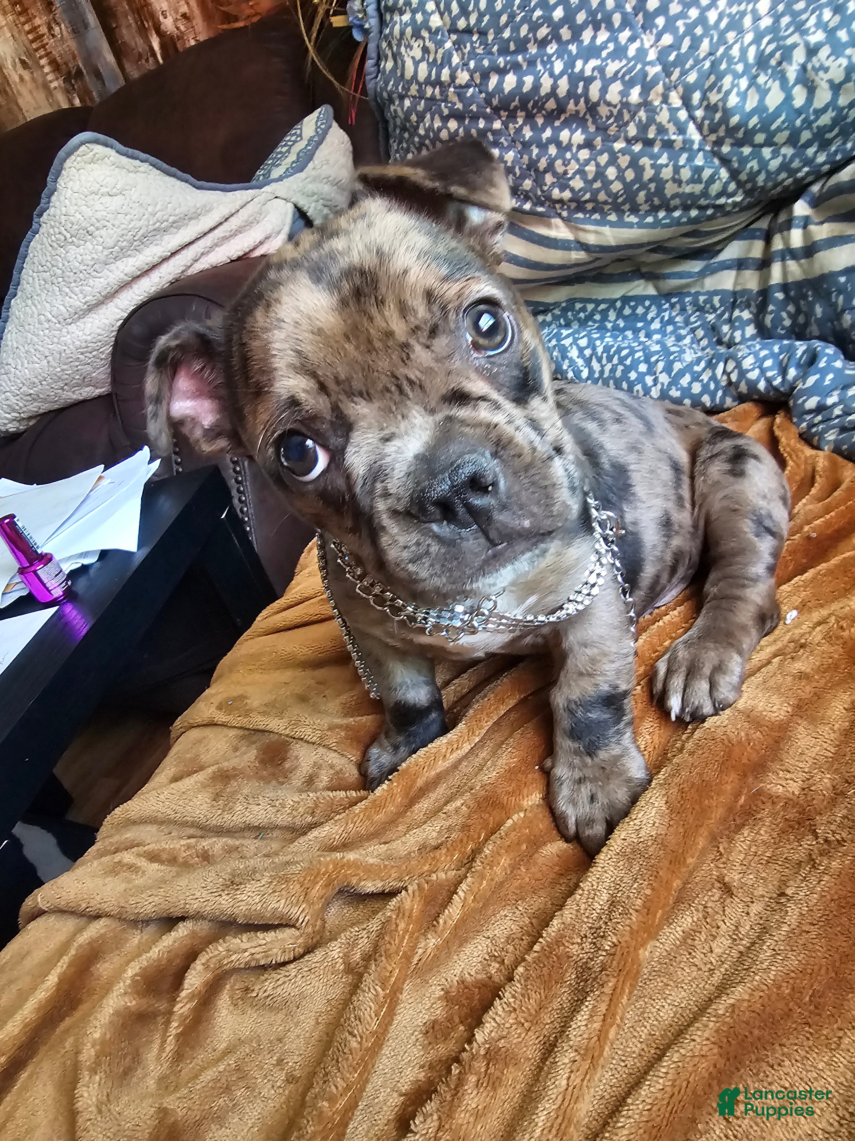 Frenchton dogs for sale: Frenchton BUBBA 🩵 - Ad 4