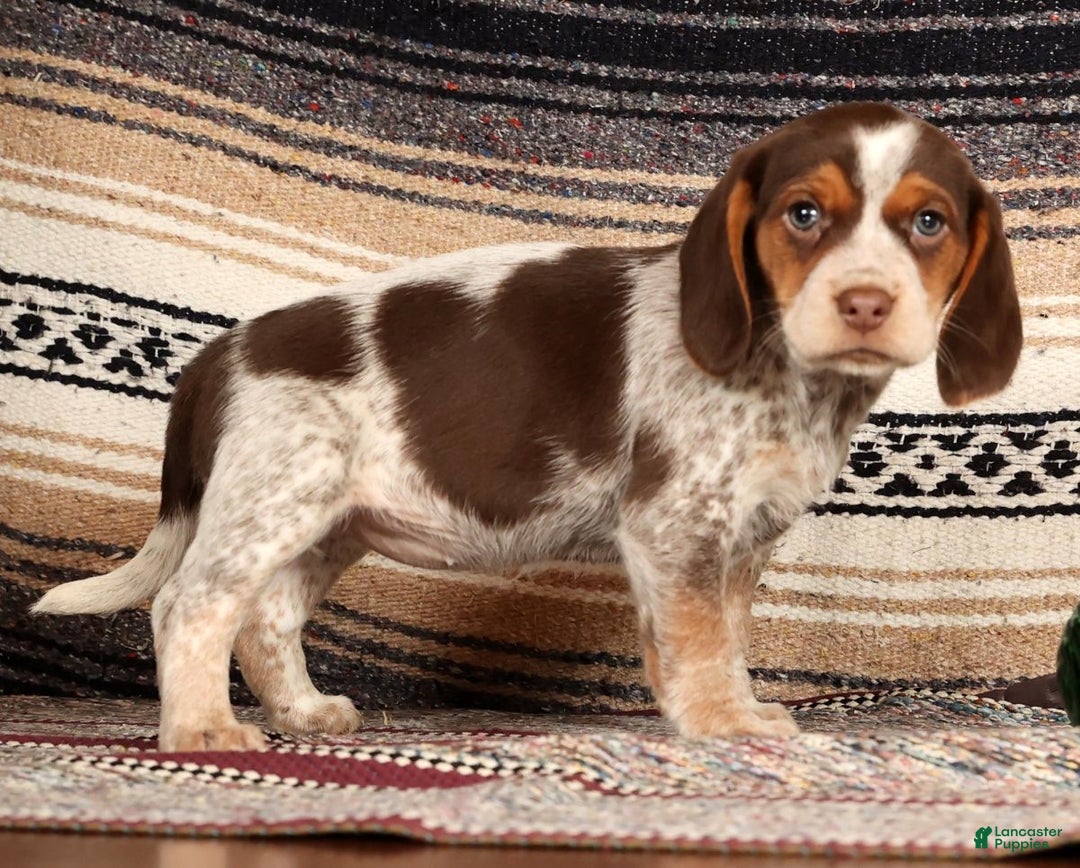 Beagle dogs for sale: Molly - Ad 4