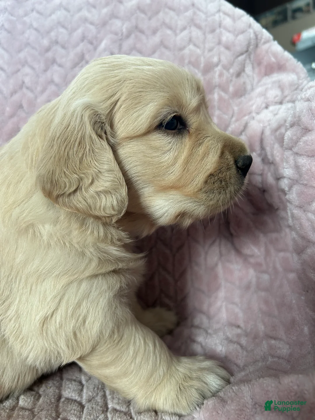 Golden Retriever dogs for sale: Cupcake - Ad 3