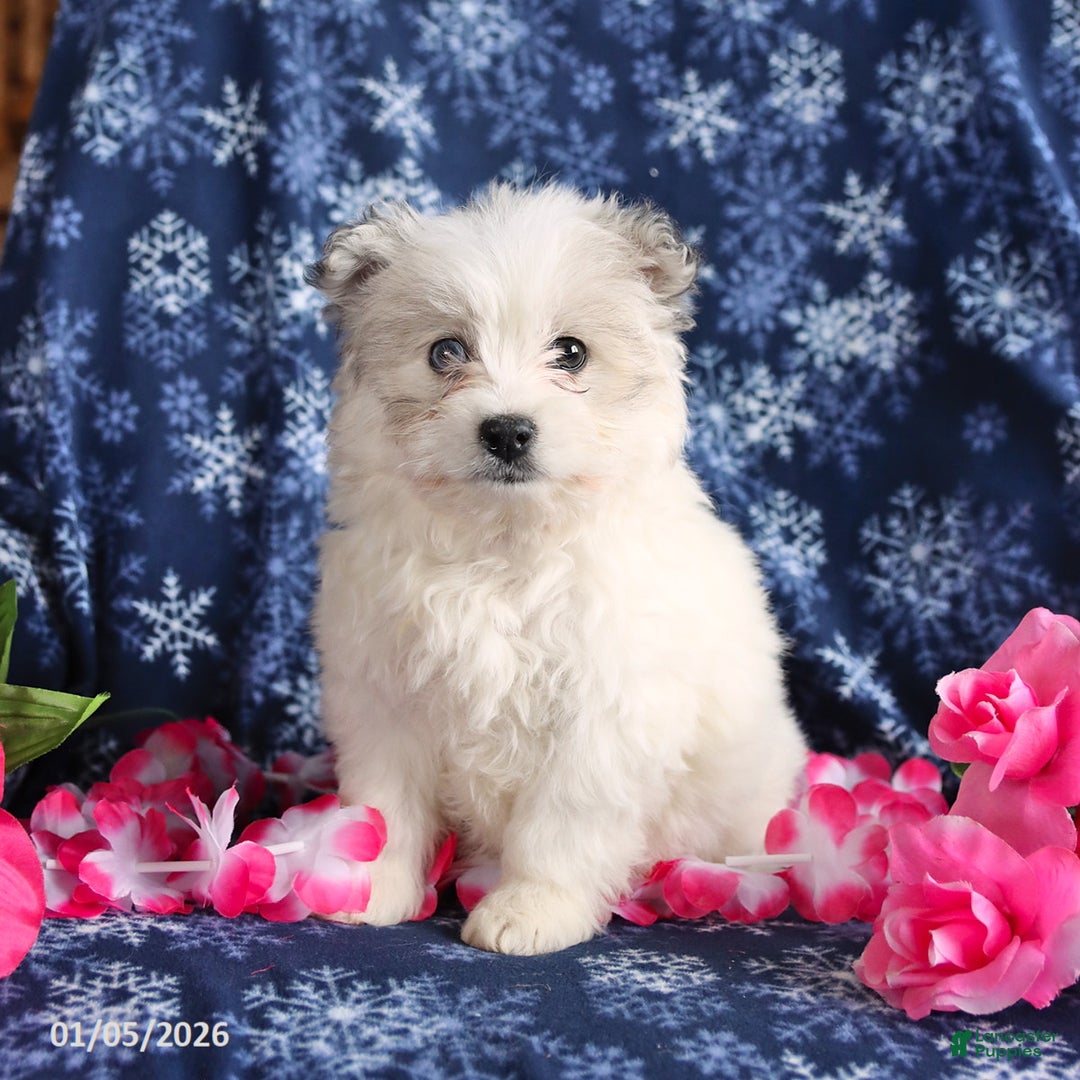 Mixed Breed dogs for sale: Felicity - Ad 1