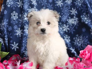 Mixed Breed dogs Felicity - Ad 14