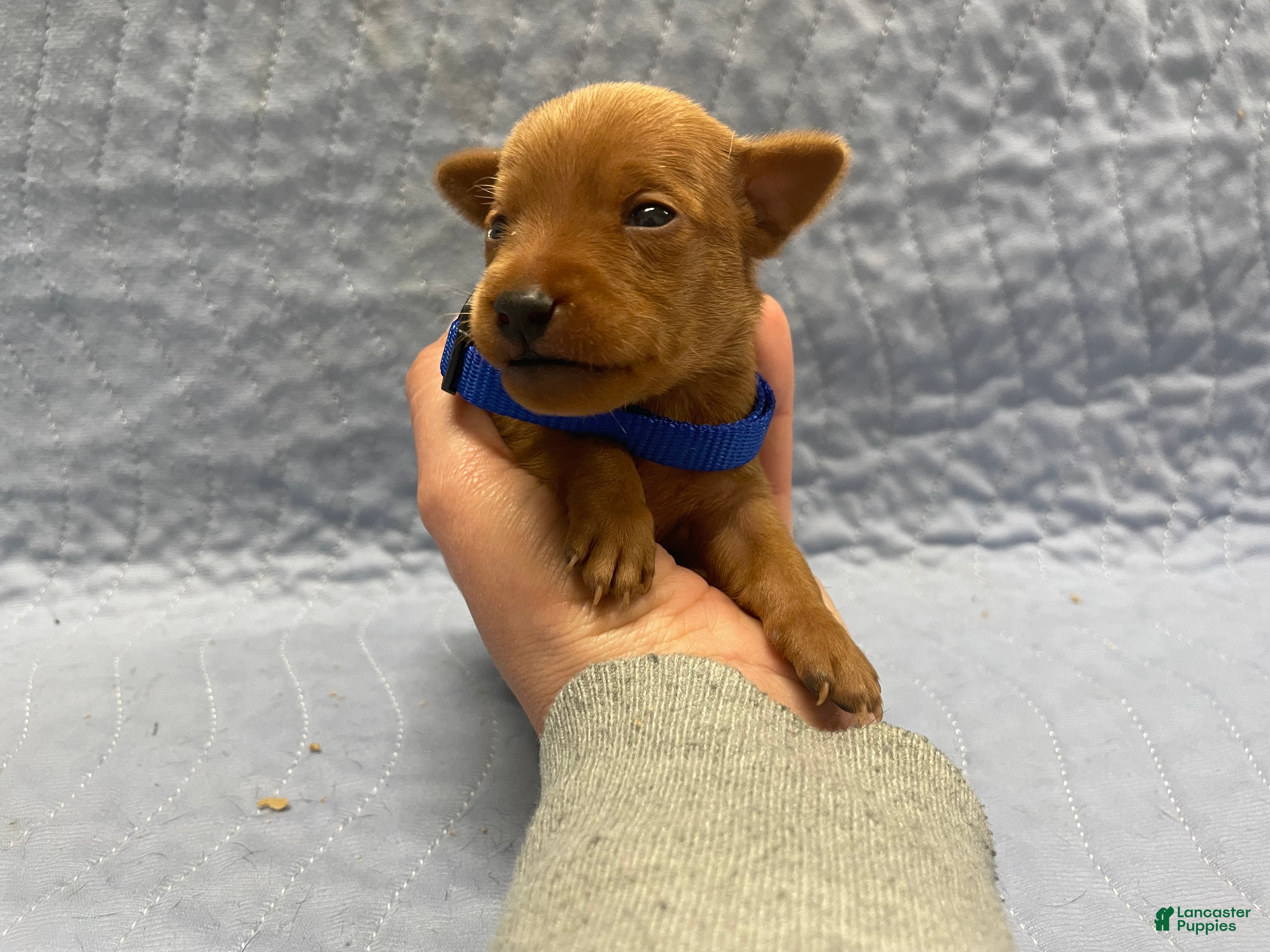 Miniature Pinscher dogs Miniature Pinscher Puppy 1 - Ad 20
