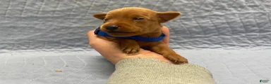 Miniature Pinscher Puppy 1