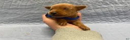 Miniature Pinscher dogs for sale: Miniature Pinscher Puppy 1 - Ad 1