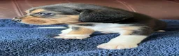 Beagle dogs for sale: Beagle 2 - Ad 39