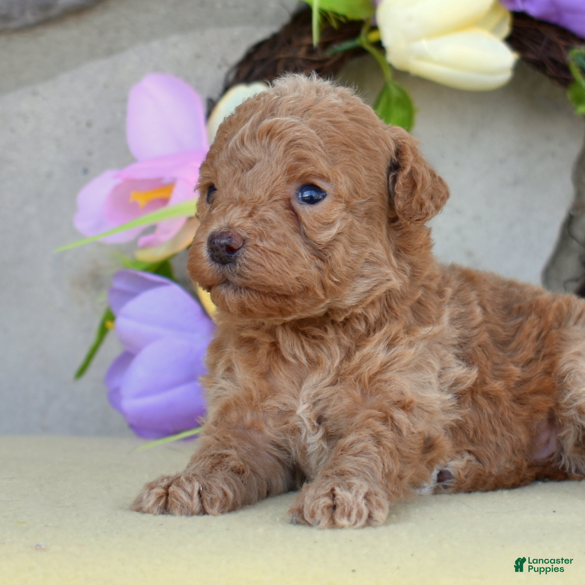 Miniature Poodle dogs Ruby - Ad 2
