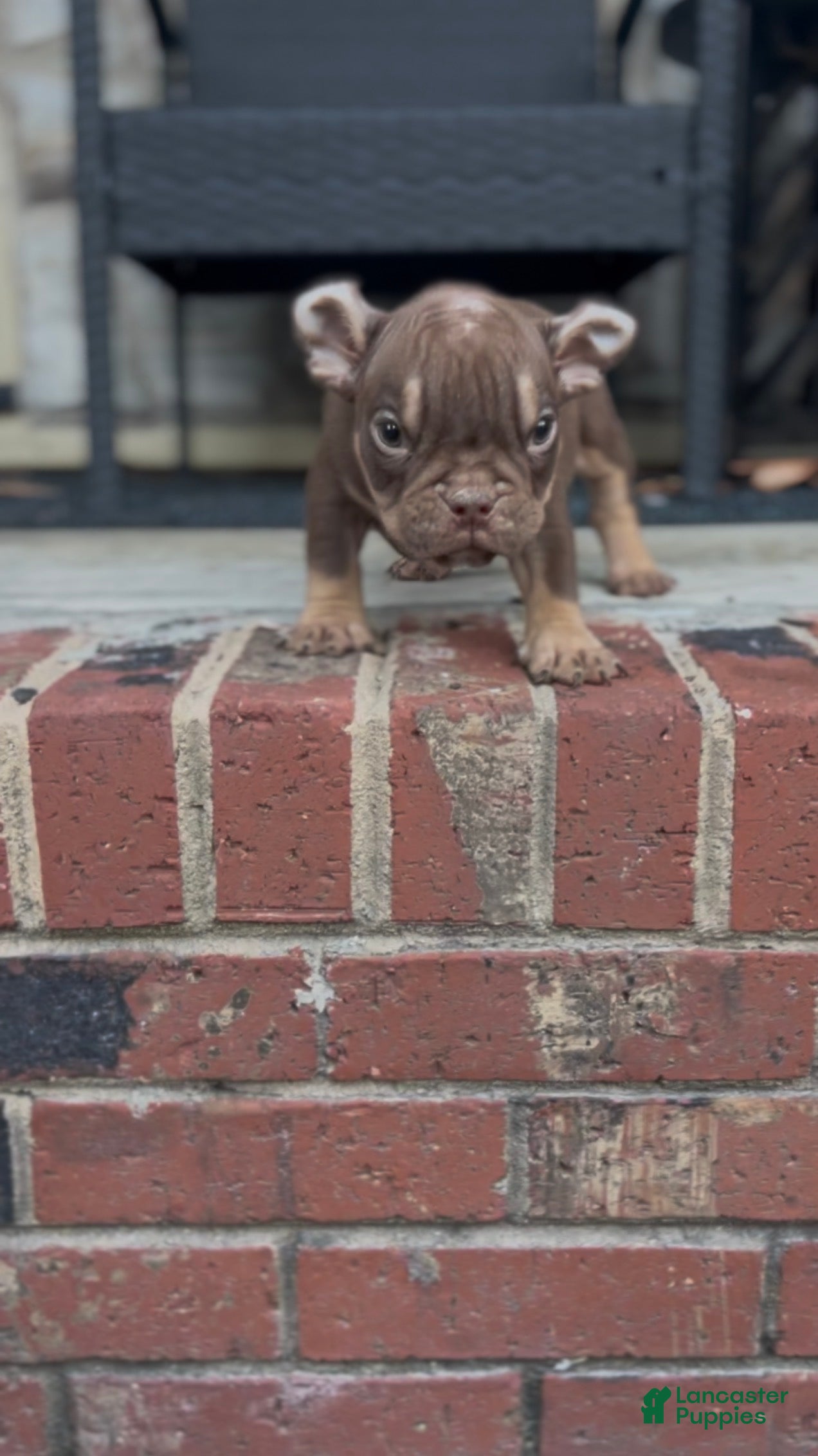 American Bully dogs Barkboyz Bullycamp Weezy - Ad 4