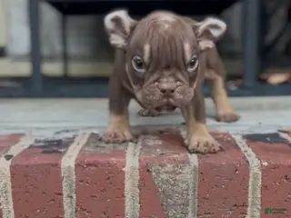 American Bully dogs Barkboyz Bullycamp Weezy - Ad 2