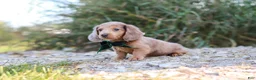 Dachshund dogs for sale: Alex - Ad 4