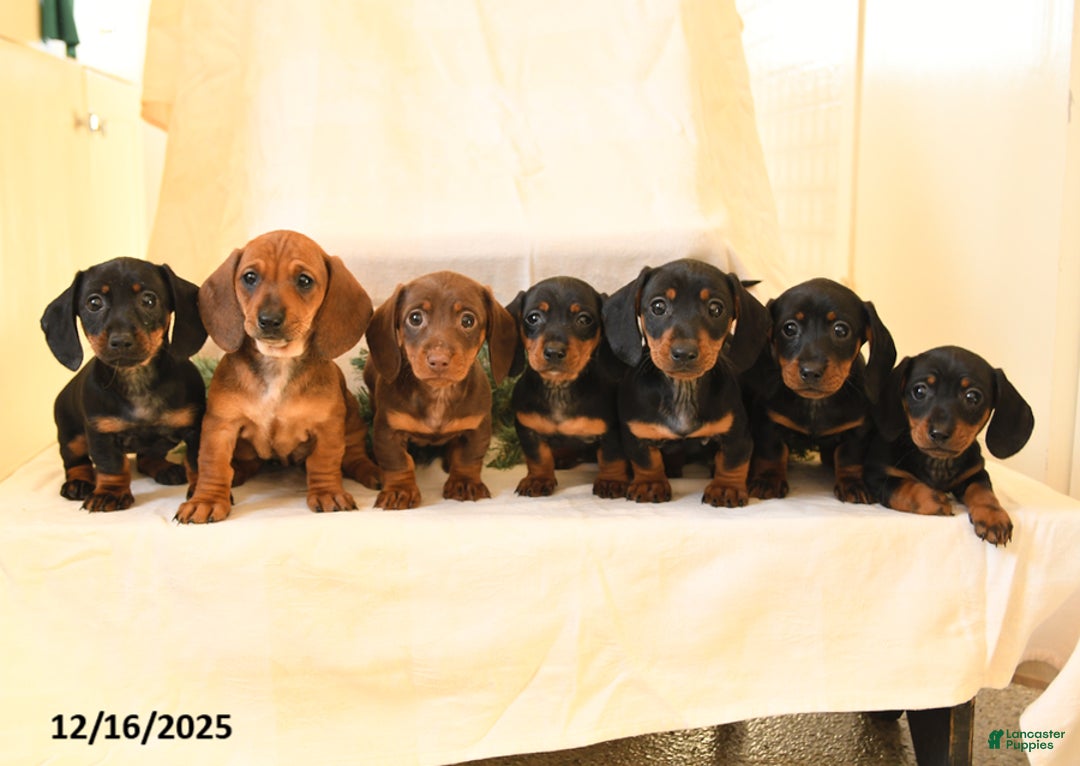 Miniature Dachshund dogs for sale: Chloe - Ad 5