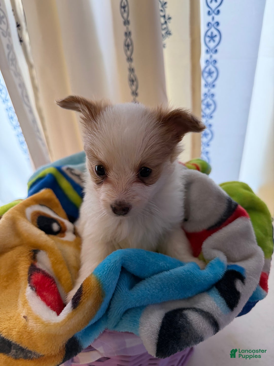 Papillon dogs for sale: Papillon Puppy 2 - Ad 1