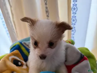 Papillon dogs Papillon Puppy 2 - Ad 4