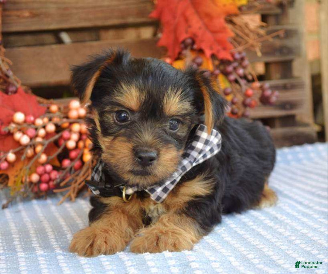 Yorkshire Terrier dogs for sale: Donner - Ad 5