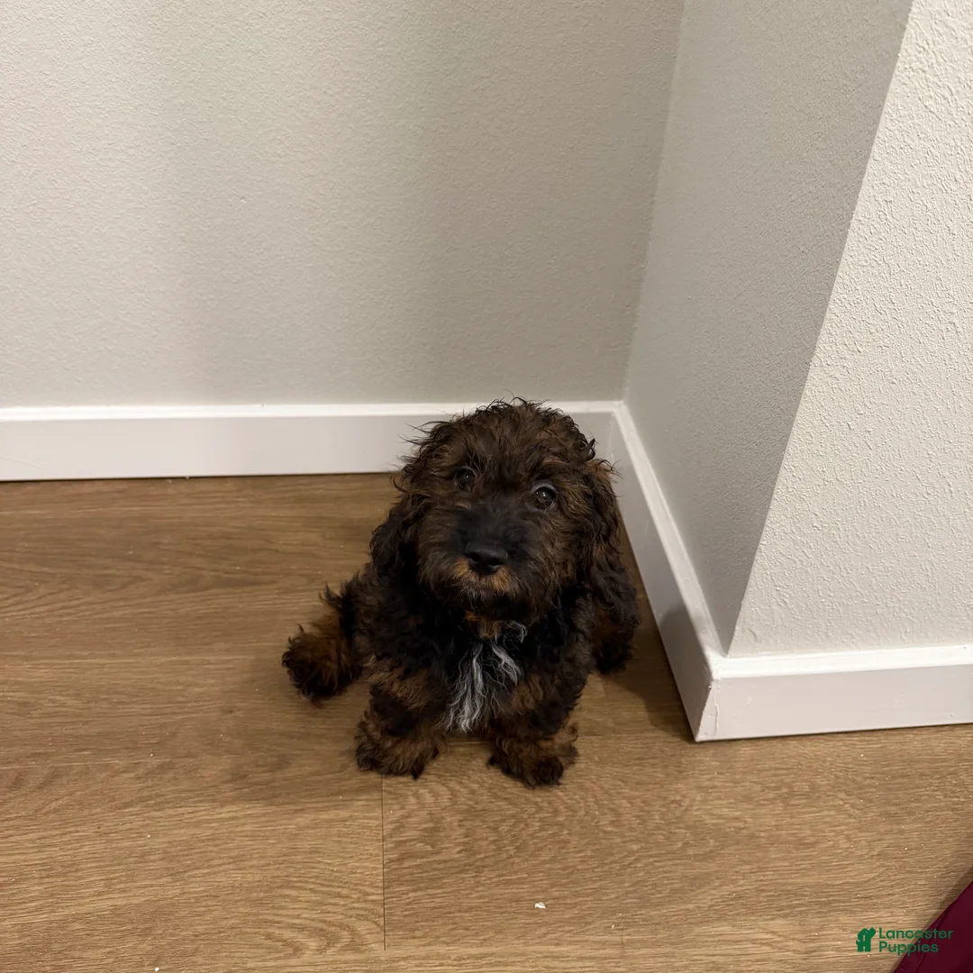 Shihpoo dogs for sale: St. Peter  - Ad 2