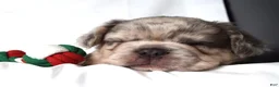 French Bulldog dogs for sale: Teddy - Ad 13