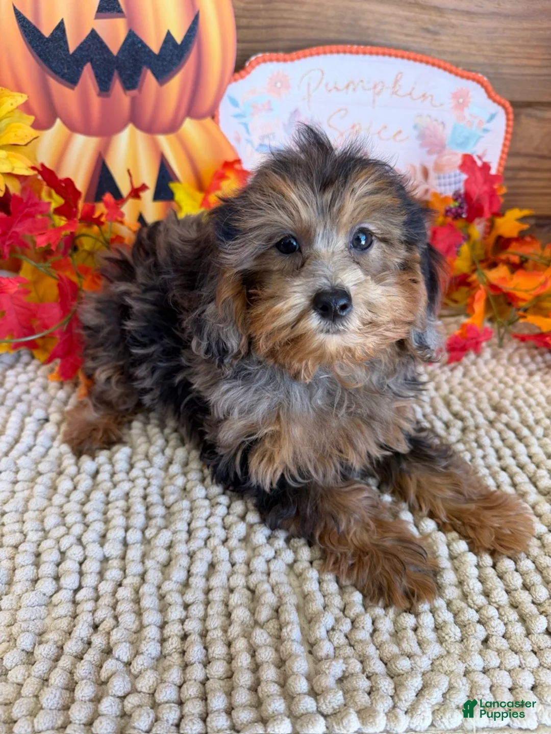 Cockapoo dogs for sale: Vanna - Ad 1