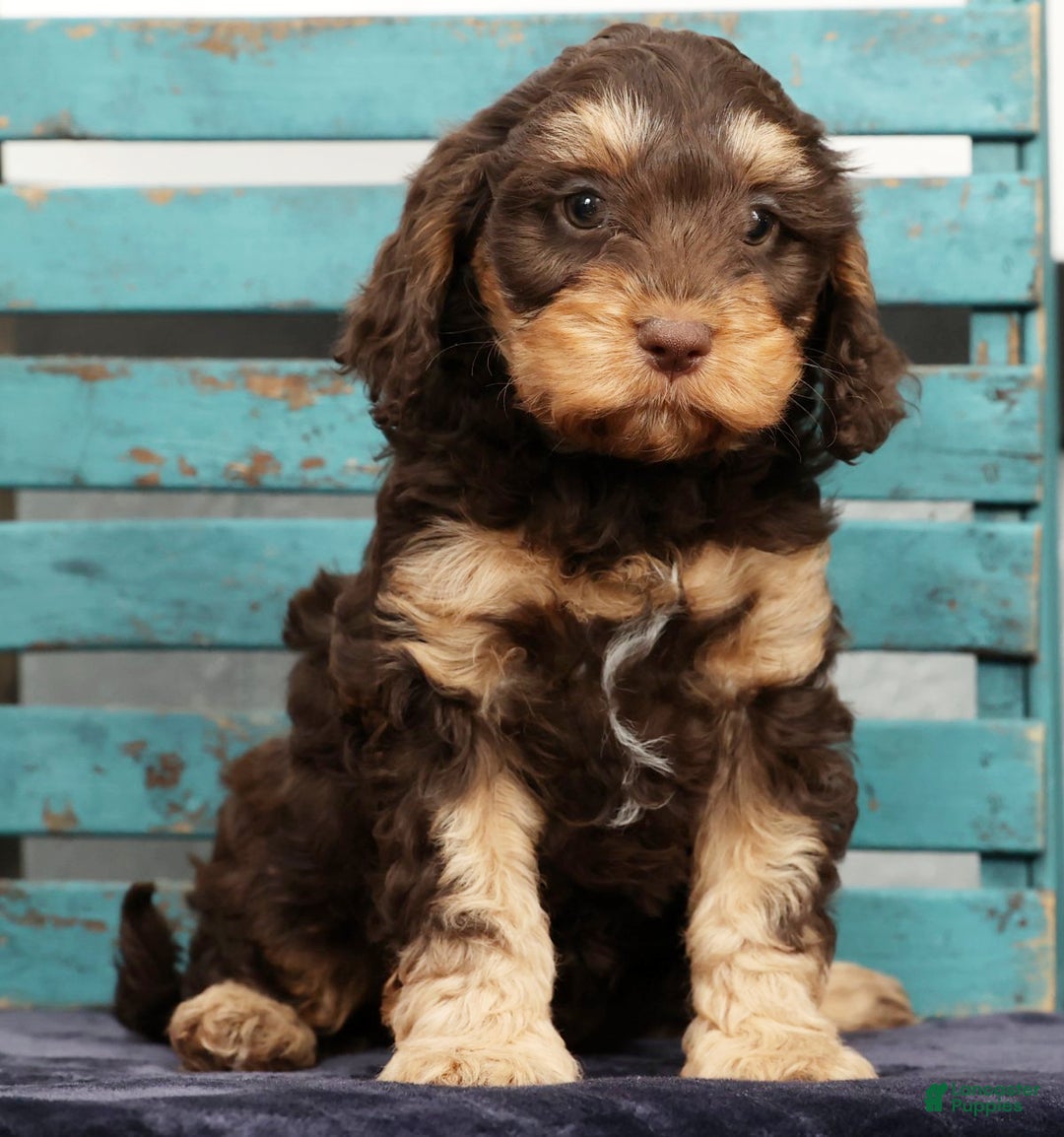 Cavapoo dogs for sale: Freya - Ad 8