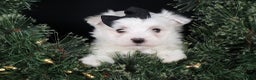 Maltese dogs for sale: ARCHIE - Ad 11