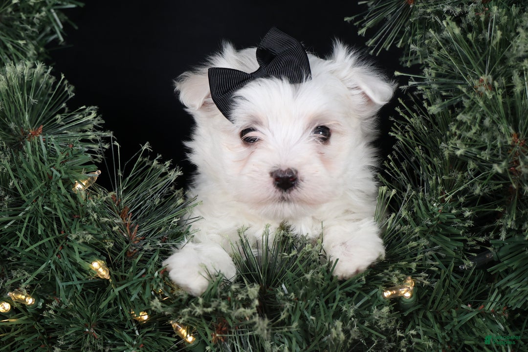 Maltese dogs for sale: ARCHIE - Ad 11