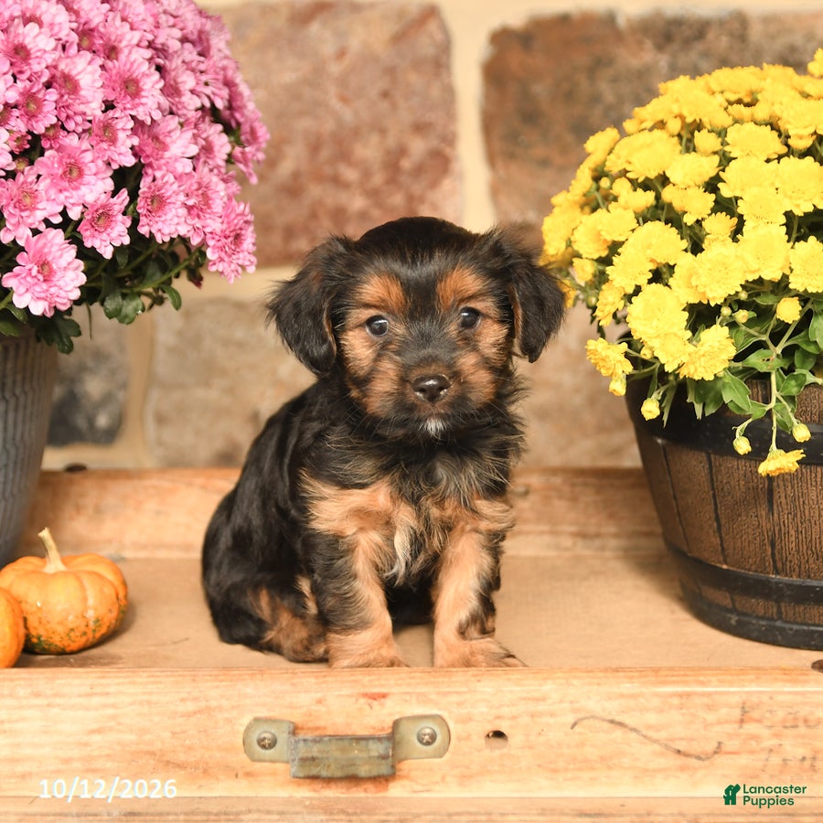 Shorkie dogs Aj  - Ad 2