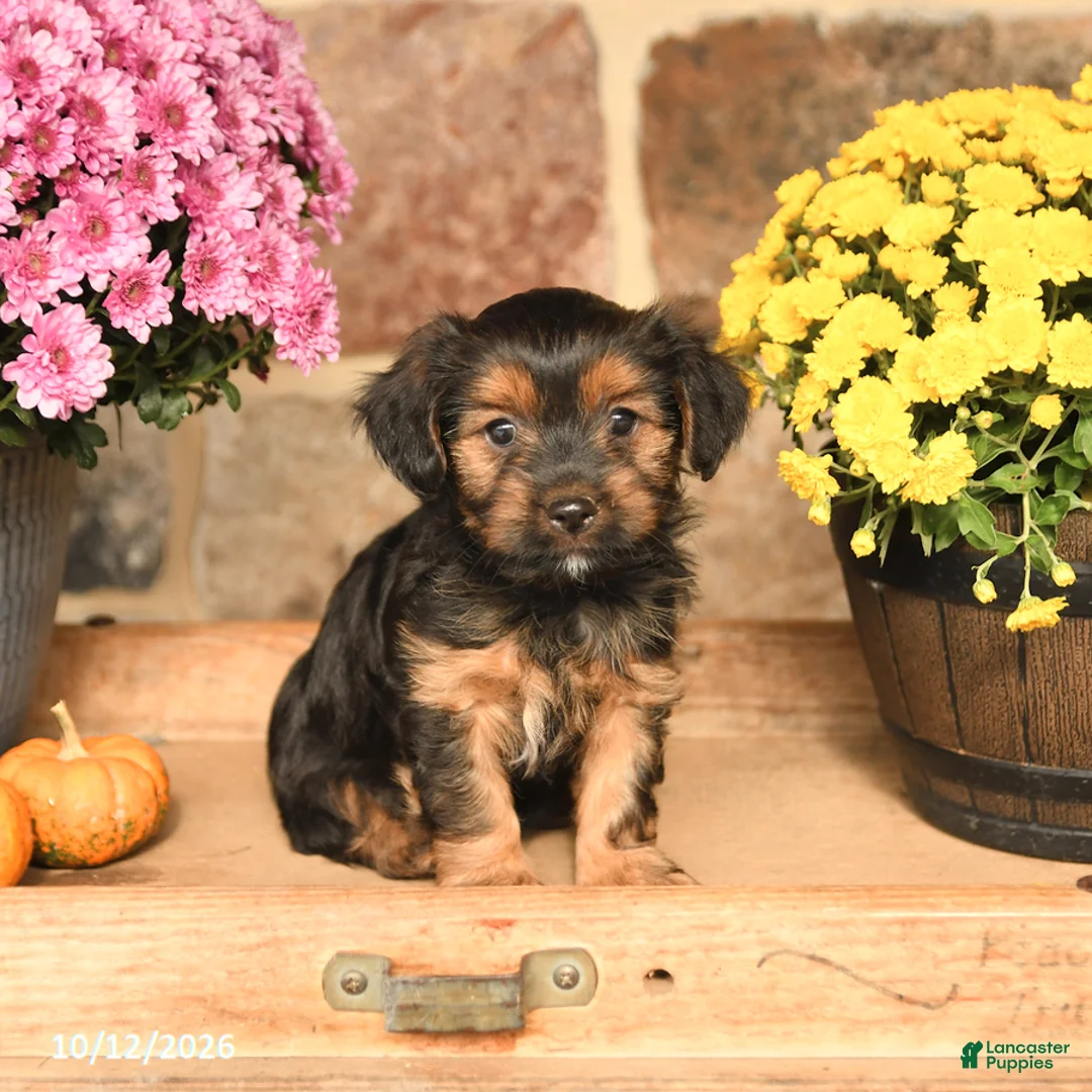 Shorkie dogs for sale: Aj  - Ad 2