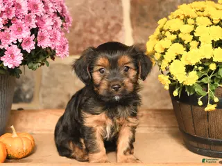 Shorkie dogs Aj - Ad 2