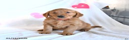 Golden Retriever dogs for sale: Mickey - Ad 5