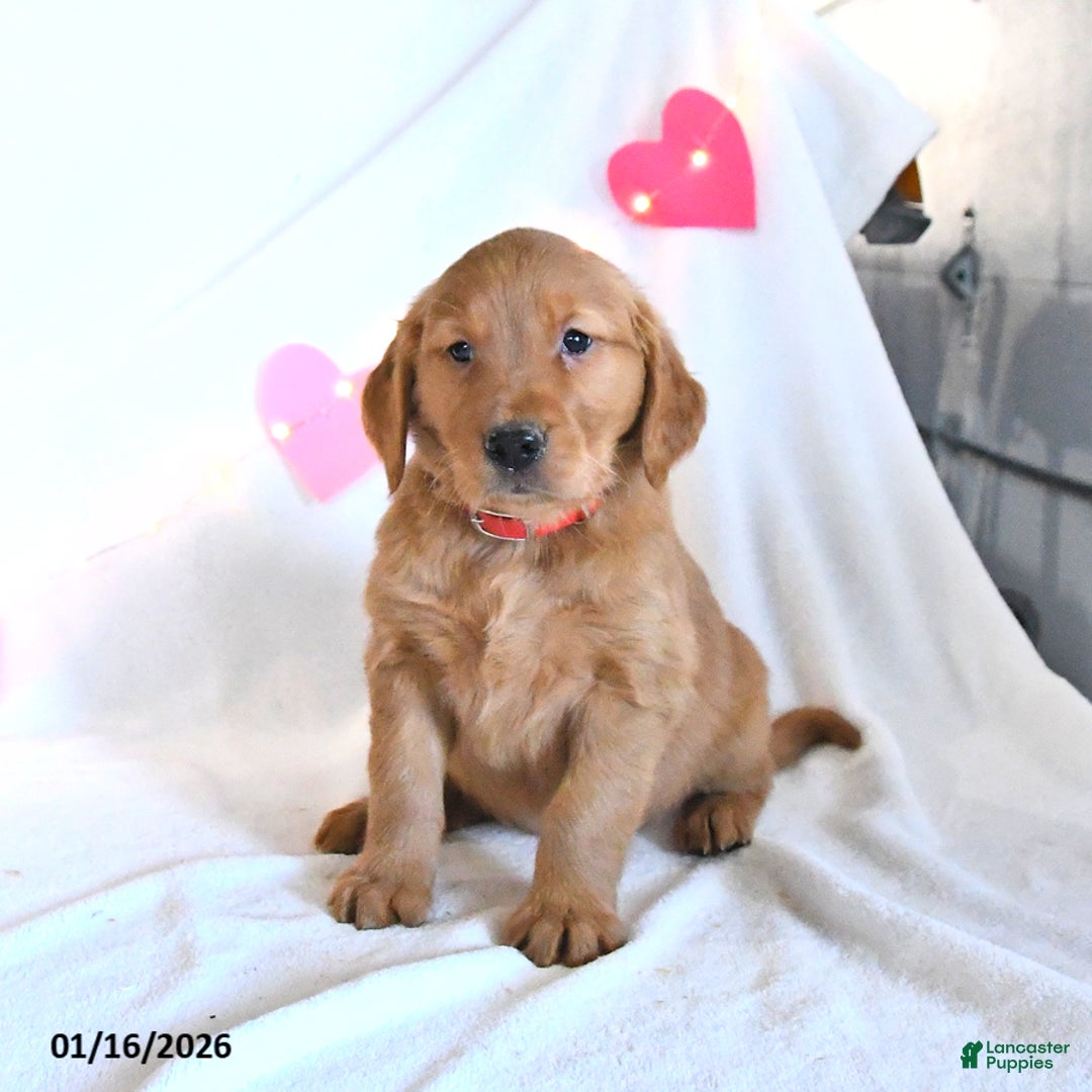 Golden Retriever dogs for sale: Mickey - Ad 5