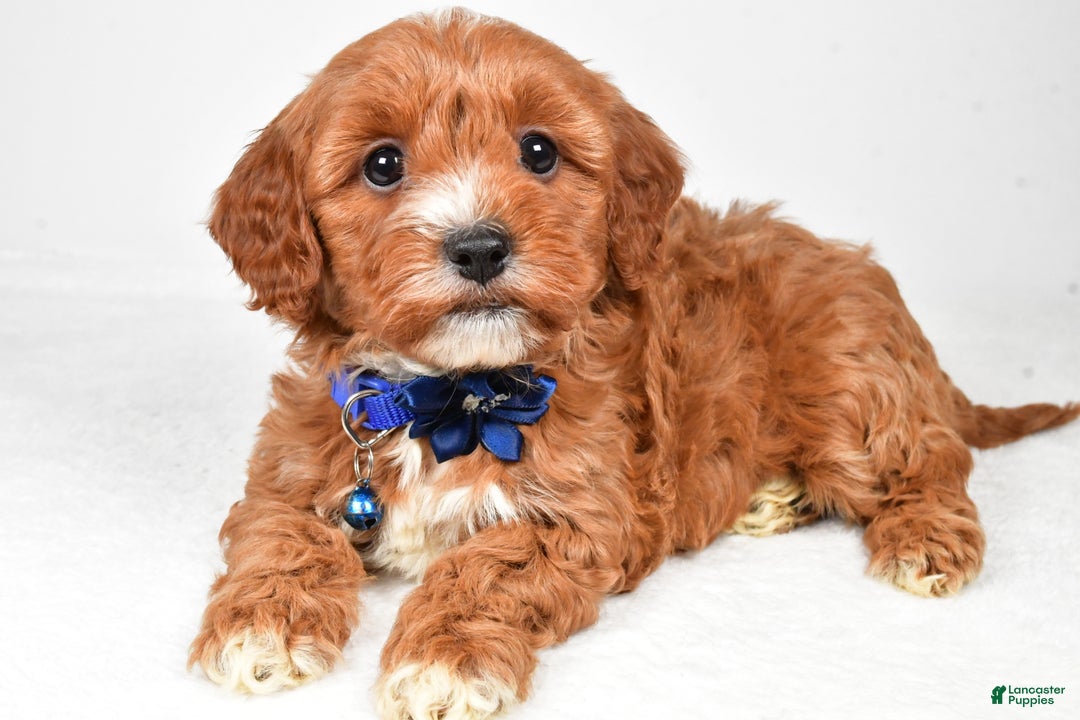 Cavapoo dogs for sale: Tanner - Ad 7