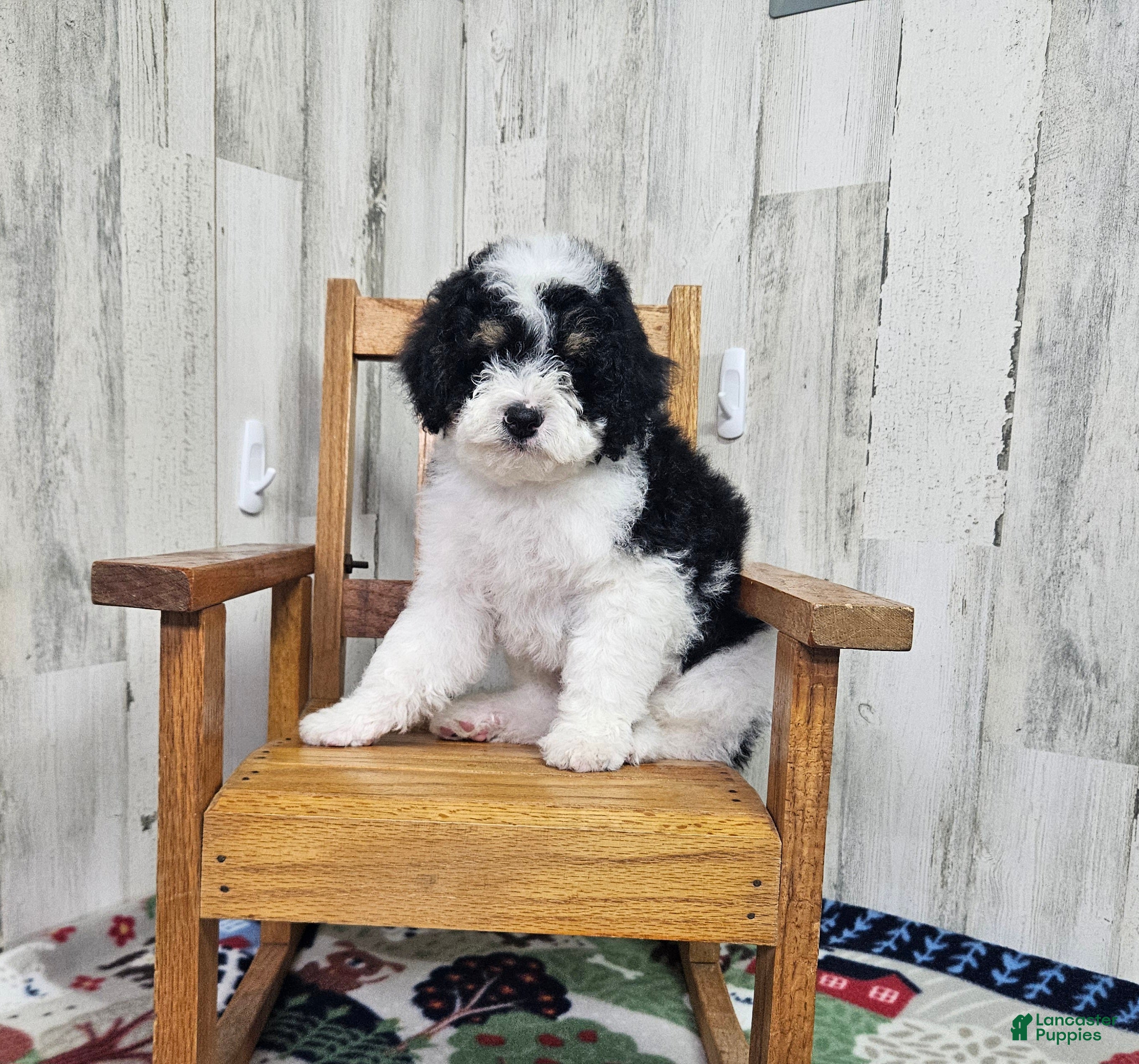 Mini Bernedoodle dogs F1b Hardy - Ad 18