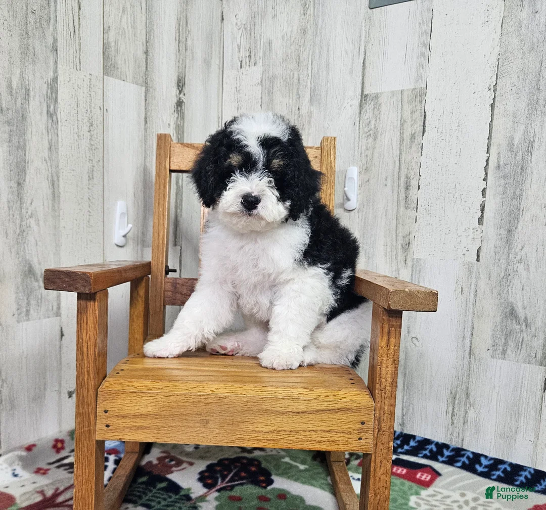 Mini Bernedoodle dogs for sale: F1b Hardy - Ad 1