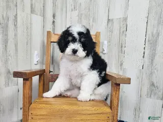 Mini Bernedoodle dogs F1b Hardy - Ad 23