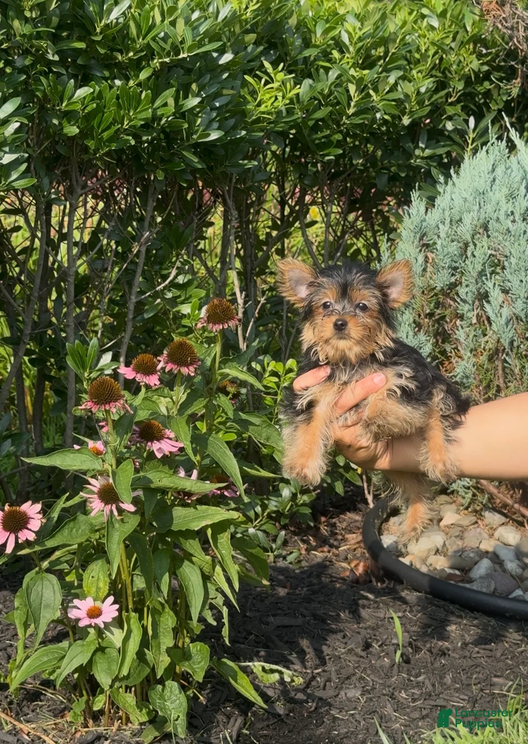 Yorkshire Terrier dogs for sale: Yorkshire Terrier 5 - Ad 1