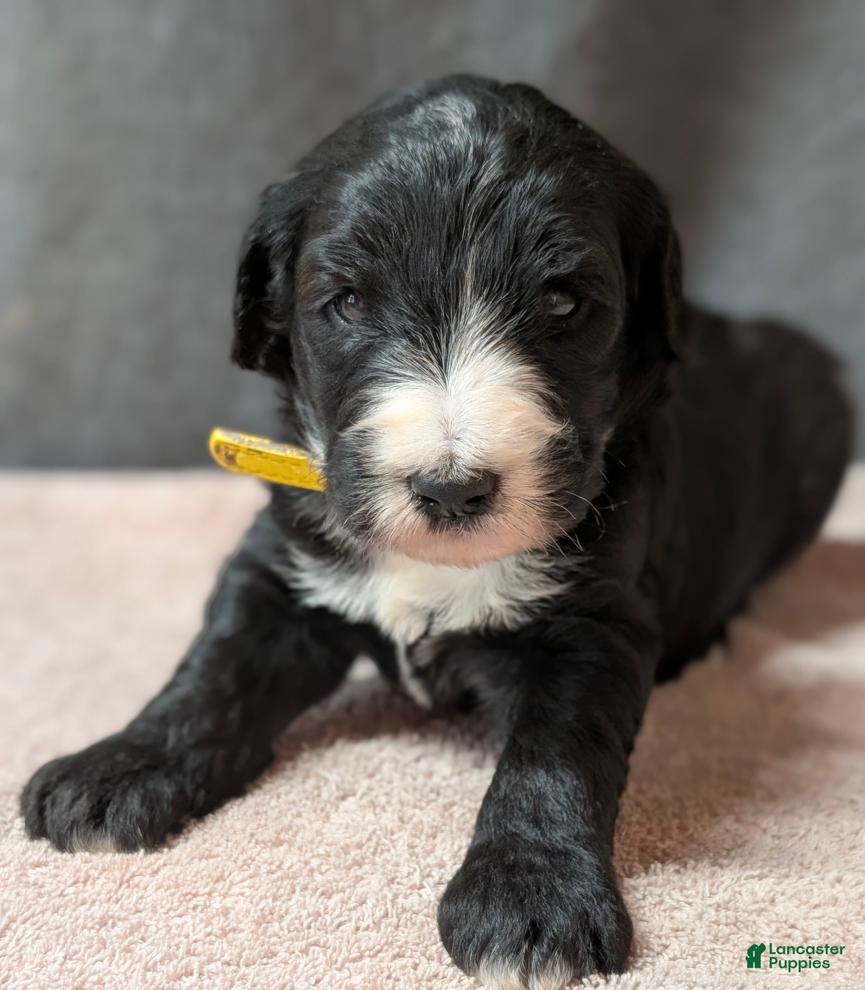 Sheepadoodle dogs Yellow Collar - Ad 1