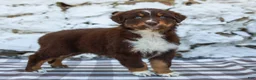 Australian Shepherd dogs for sale: Maple - Ad 7