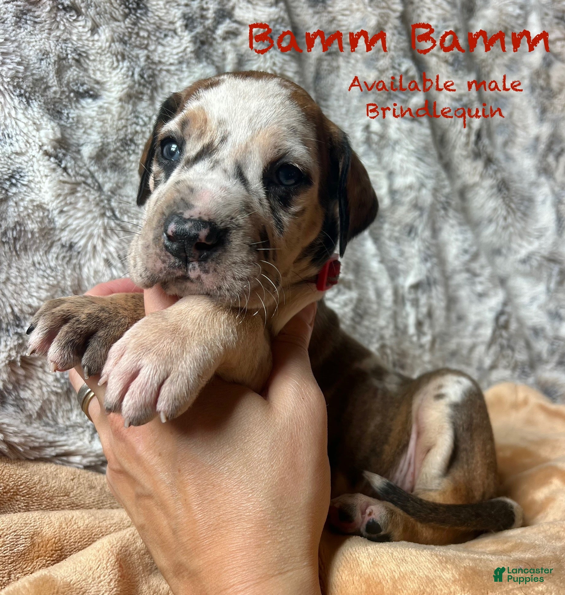 Great Dane dogs for sale: Bamm Bamm - Ad 11