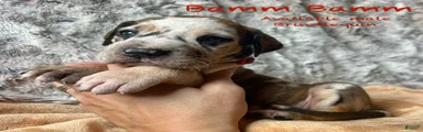 Bamm Bamm