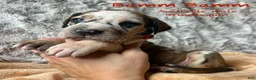 Great Dane dogs for sale: Bamm Bamm - Ad 1